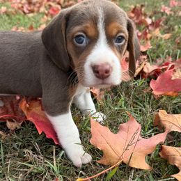 Fern - Brown white and tan female Beagle puppy in Rogersville, Missouri from Hales Little Beagle Haven