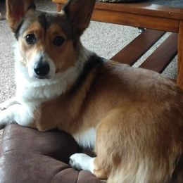 Reba - Pembroke Welsh Corgi