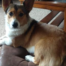 Reba - Pembroke Welsh Corgi