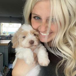 Havanese Puppies from Windy Hill Havanese