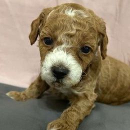 Girl 2 gray - Poodle puppy from Sondra's Miniature Poodles