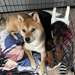 Doberman Pinscher Puppies from Obsidian Kennels