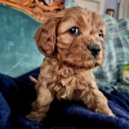 Vino - Ruby male Cavalier King Charles Spaniel puppy in Watsontown, Pennsylvania from Huntsman Cavaliers