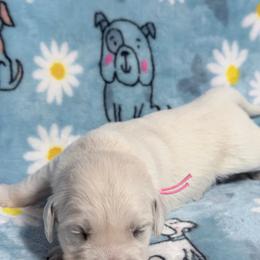 Pink - Light golden female Golden Retriever puppy in Tylertown, Mississippi from Southern Paws, LLC