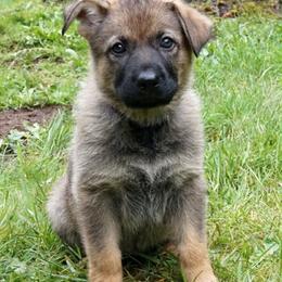 Purple collar girl - Sable female German Shepherd puppy in Molalla, Oregon from Von Overen German Shepherds