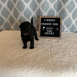Girl 2 - Black Labrador Retriever puppy in Indiana from Little Yellow Creek Farms