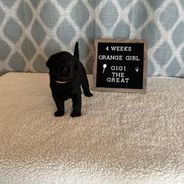 Girl 2 - Black Labrador Retriever puppy in Indiana from Little Yellow Creek Farms