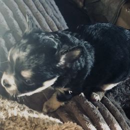 Stanley - Black and white male Chihuahua puppy in Amelia, Virginia from Pannell’s Precious Pups