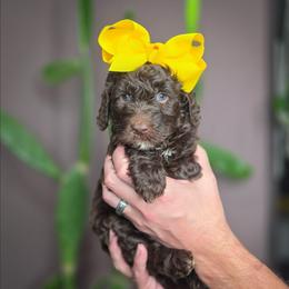 Indie - Chocolate female Double Doodle puppy in Cleveland, Tennessee from Edgewater Doodles & Designer Pups