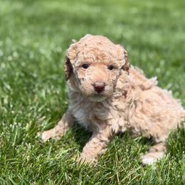 Ivy - Cream female Labradoodle puppy in Murray, Utah from Swann's Kennels