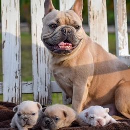 French Bulldog Puppies from ImAgem Frenchies