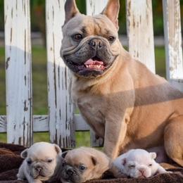 French Bulldog Puppies from ImAgem Frenchies