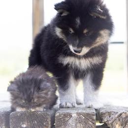 Pomsky Puppies from Foxfire Arctic Spitz