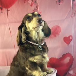 Harlow - Dachshund