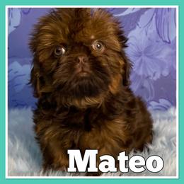 Shih Tzu Puppies from North State Shih tzus