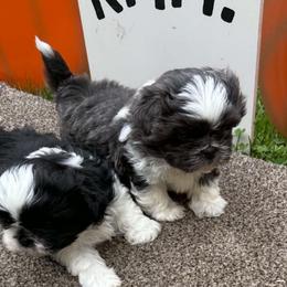 Blue and white boy - male Shih Tzu puppy in Newark, Ohio from Gemini Kennels