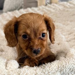 Sawyer - Red male Dachshund puppy in Chelsea, Oklahoma from Elite Puppies of Oklahoma, LLC