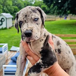 Lucus - Merle male Great Dane puppy in Princeton, Indiana from Phantasm Farms