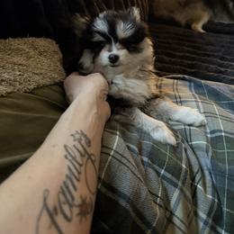 Pomsky Puppies from Nehalem Pomskies