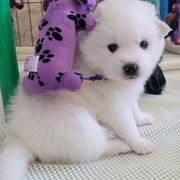 American Eskimo Dog puppies from SkyFlyer Eskies