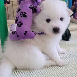 American Eskimo Dog puppies from SkyFlyer Eskies