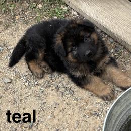 Teal Collar long hair coat male - Black and red male German Shepherd puppy in Galt, California from At Redwood Runs