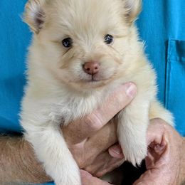 Cream male - Cream male Pomeranian puppy in Cocoa, Florida from Pom Coast Pomeranians