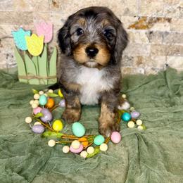 Oscar - Merle male Bernedoodle puppy in Midland, Michigan from Northern Charm Farm