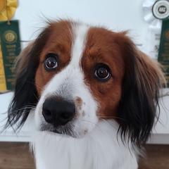 Harper - Nederlandse Kooikerhondje