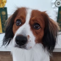 Harper - Nederlandse Kooikerhondje