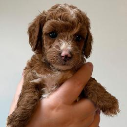 Misty - Red  female Goldendoodle puppy in De Pere, Wisconsin from Kinzor Kennels
