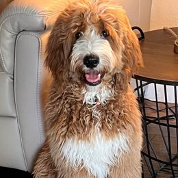 Rivers - Goldendoodle
