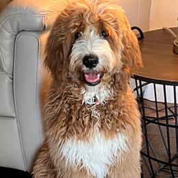 Rivers - Goldendoodle