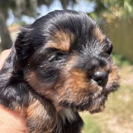 Blue boy - Black and tan male Yorkshire Terrier puppy in Cocoa, Florida from SummerTime AKC Yorkies