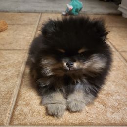Mika - Pomeranian