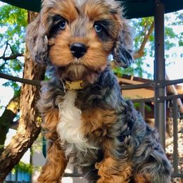 Cavapoo and Cockapoo Puppies from Columbia River Cockapoos