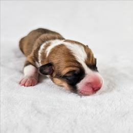Red and white Female - Red and white female American Corgi puppy in Taylorsville, North Carolina from America's Red White and Bluie Corgis