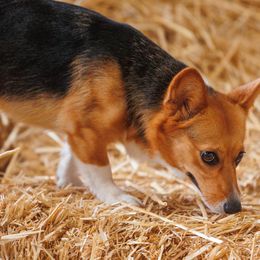 Pembroke Welsh Corgi Puppies from Outlands Corgis