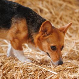 Pembroke Welsh Corgi Puppies from Outlands Corgis
