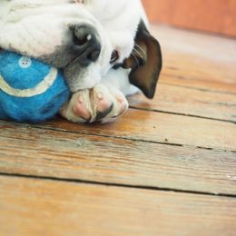 Bulldog Puppies from The Barking Lot