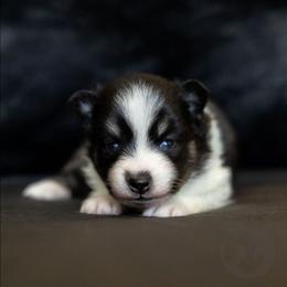 Celine - Black and white female Pomsky puppy in Sumter, South Carolina from Emerald Skies Pomskies
