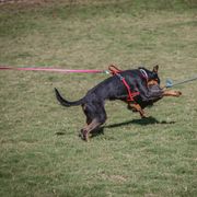 Ruby - Beauceron