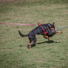 Ruby - Beauceron