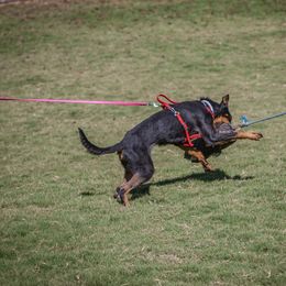 Ruby - Beauceron