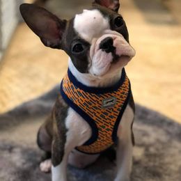 Boston Terriers from Canterbury Tails BT