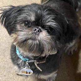 Bonita - Shih Tzu