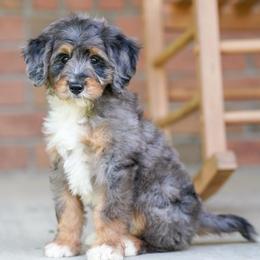 Chase - Blue merle male Bernedoodle puppy in Dundee, Ohio from Down Home Doodle