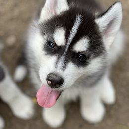 Siberian Husky Puppies from Antler Creek Siberians