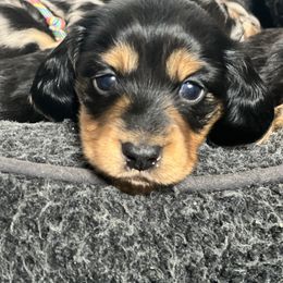 Dachshund Puppies from Miniature Dreams Dachshunds