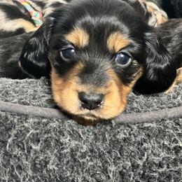 Dachshund Puppies from Miniature Dreams Dachshunds